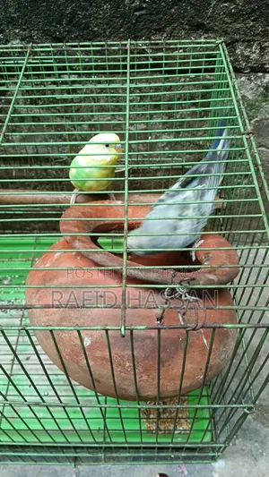Budgerigar Birds Full Adult
