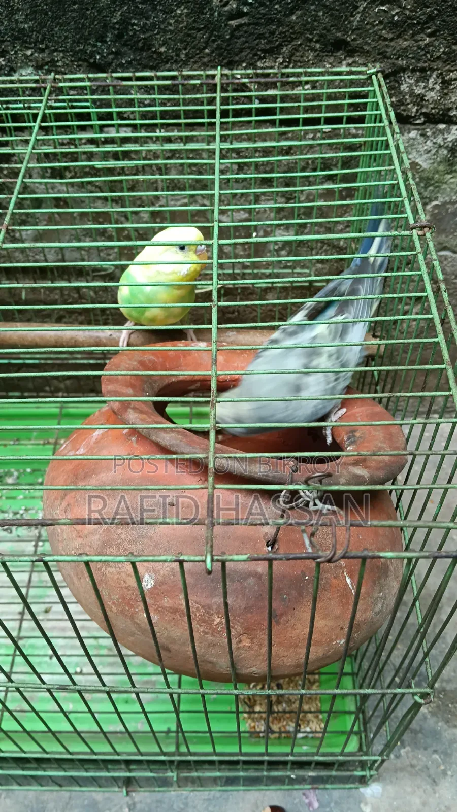 Budgerigar Birds Full Adult