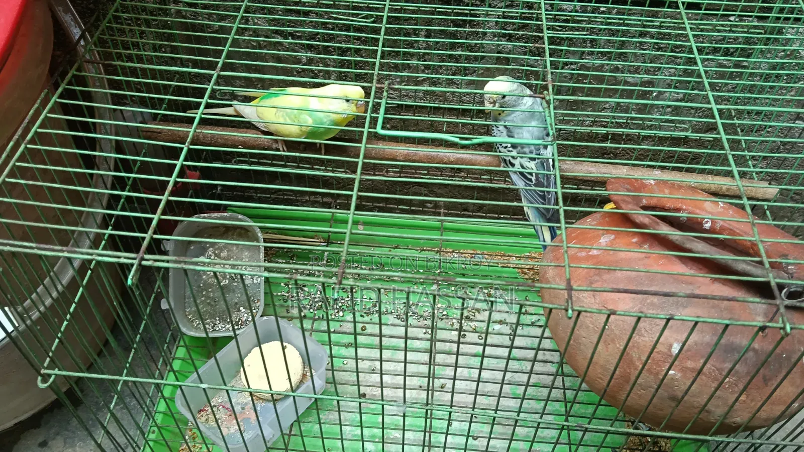 Budgerigar Birds Full Adult