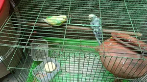 Budgerigar Birds Full Adult