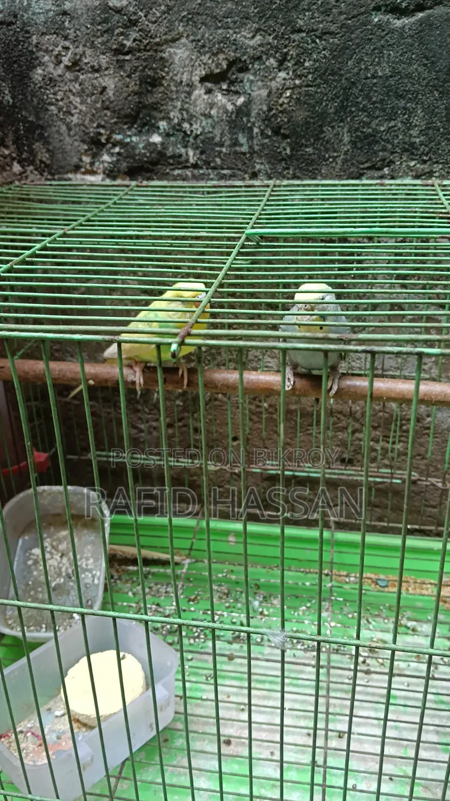 Budgerigar Birds Full Adult