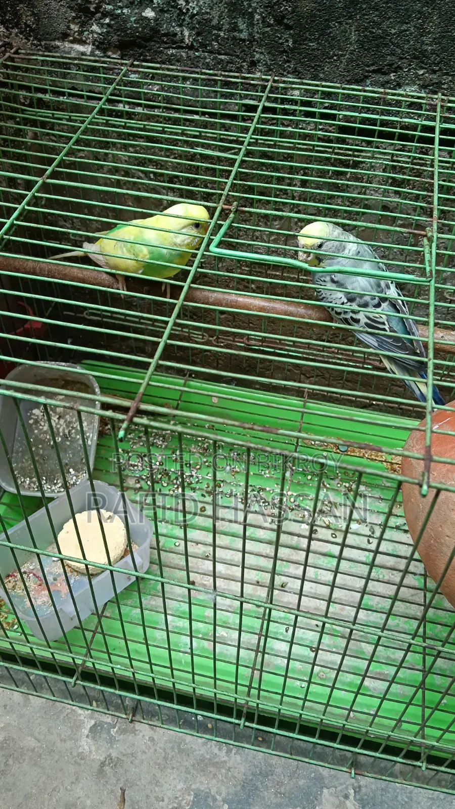Budgerigar Birds Full Adult