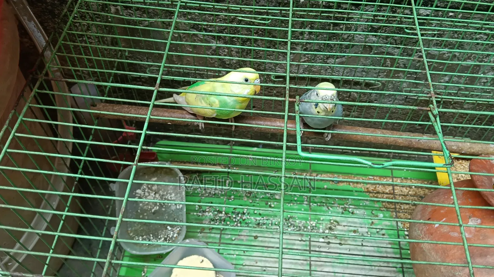 Budgerigar Birds Full Adult
