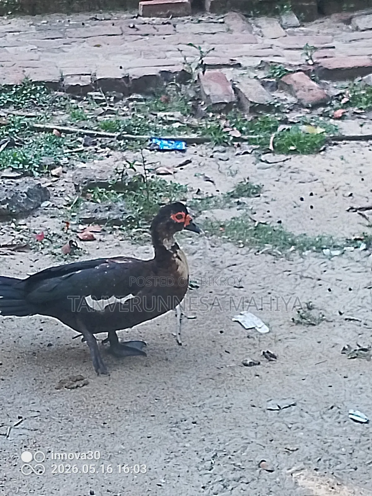 চিনা হাঁস রানিং ফিমেল বিক্রি হবে