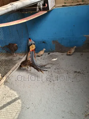 লেডি এমহেস ফিসেন্ট সেট। লোকেশন: মাওয়া যোগাযোগ