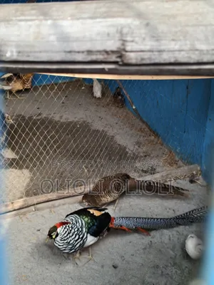 Lady Amherst Pheasant Set. Location: Mawa Contact