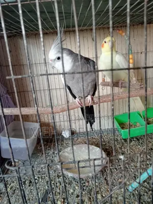 Raning Cocktail Bird