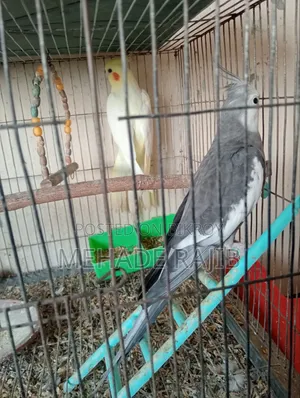 Raning Cocktail Bird