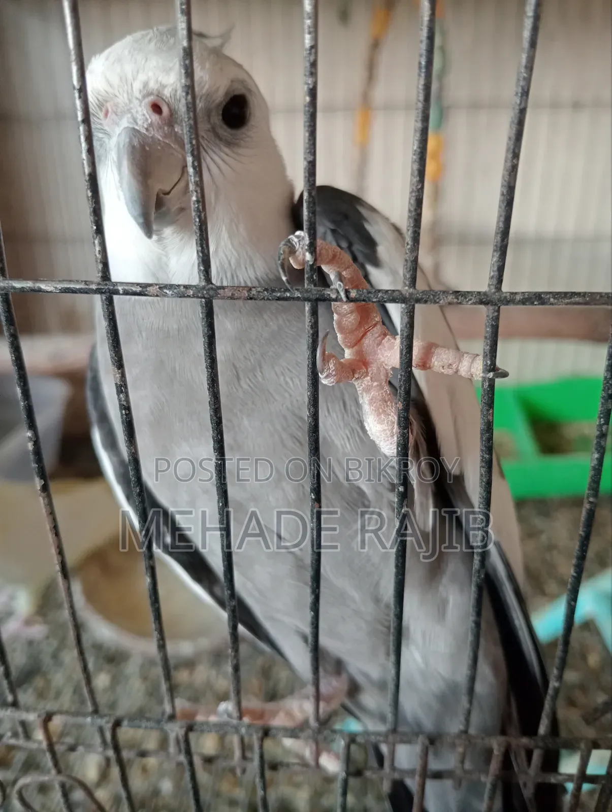 Raning Cocktail Bird