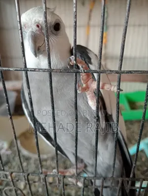 Raning Cocktail Bird