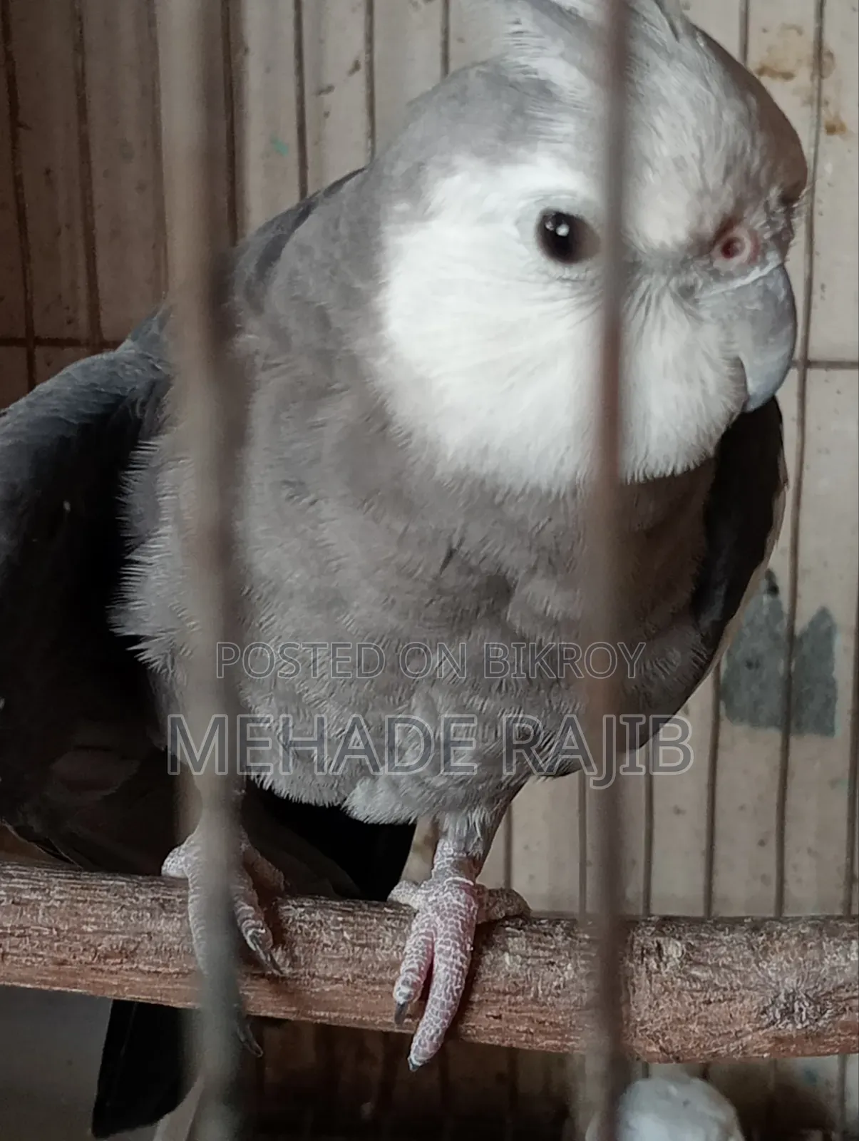Raning Cocktail Bird