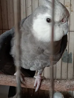 Raning Cocktail Bird
