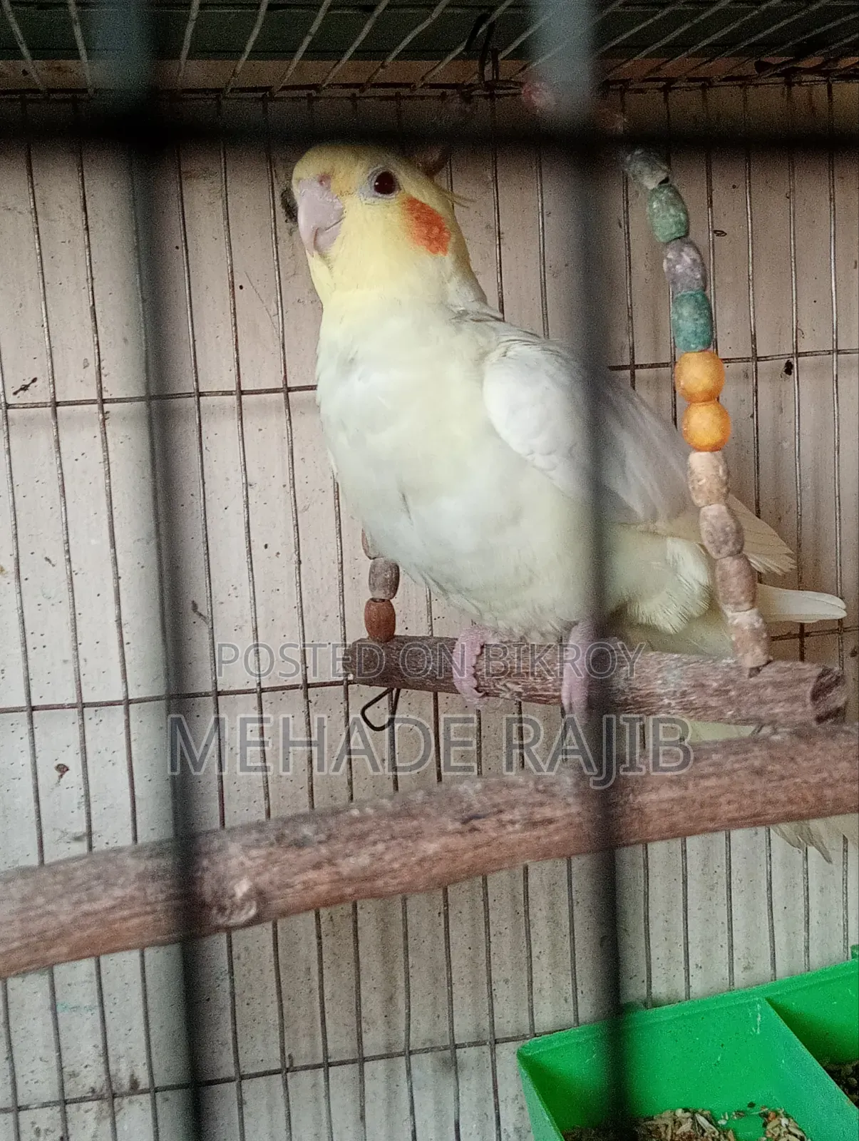 Raning Cocktail Bird
