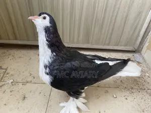 Shirazi Male