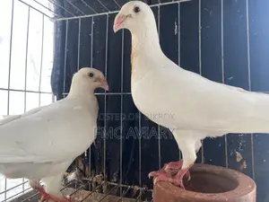হোয়াইট বিউটি হুমা