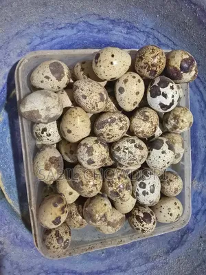 European Giant Kortonix Hatching Eggs