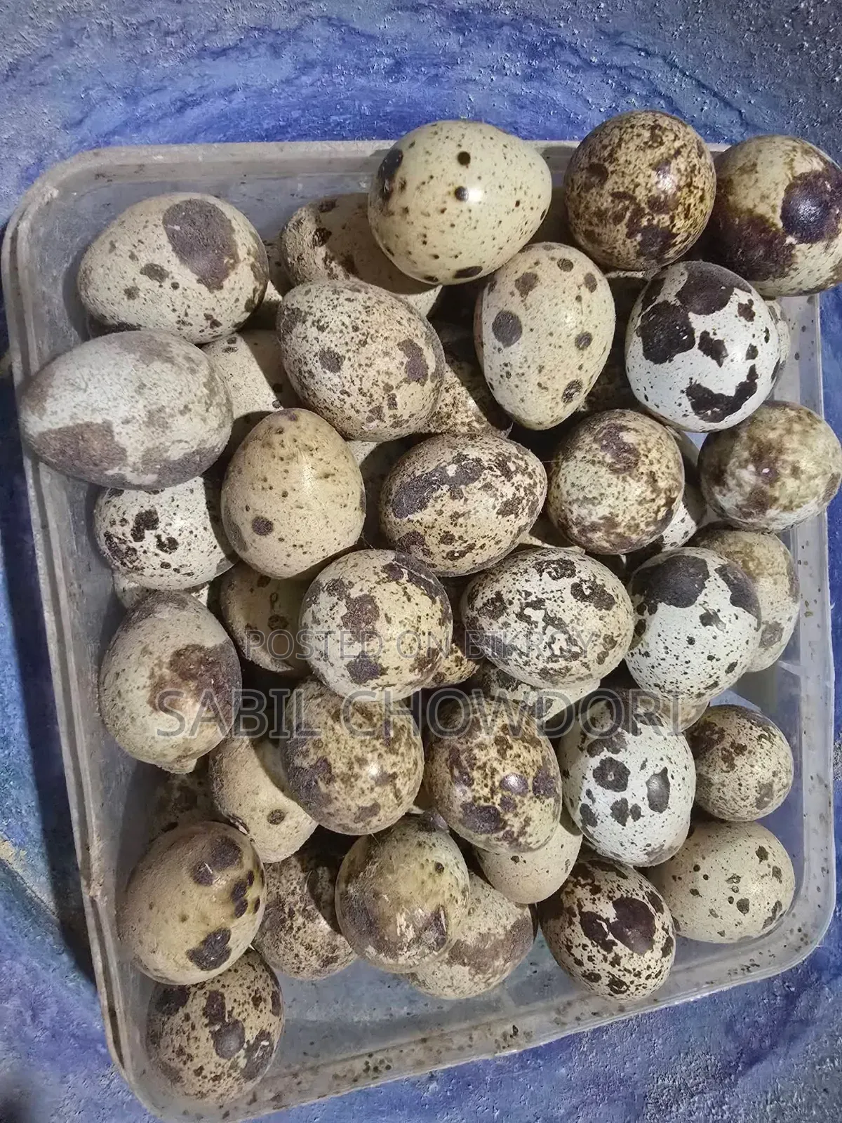European Giant Kortonix Hatching Eggs