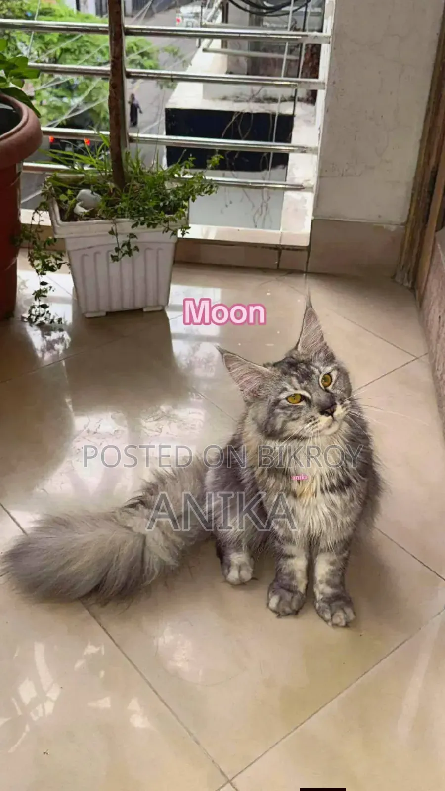 1+ Year Female Purebred Maine Coon