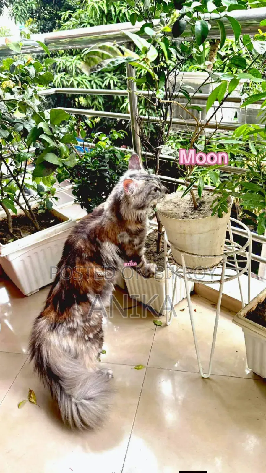 1+ Year Female Purebred Maine Coon
