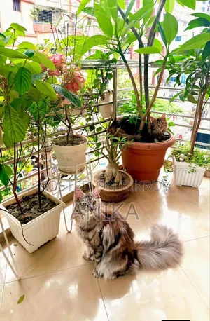 1+ Year Female Purebred Maine Coon