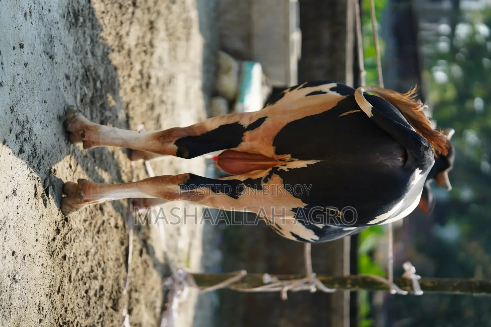 Holstein Friesian Bull