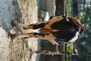 Holstein Friesian Bull
