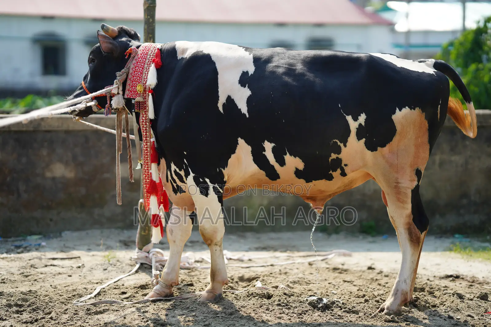 Holstein Friesian Bull