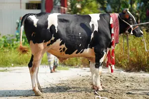 Holstein Friesian Bull