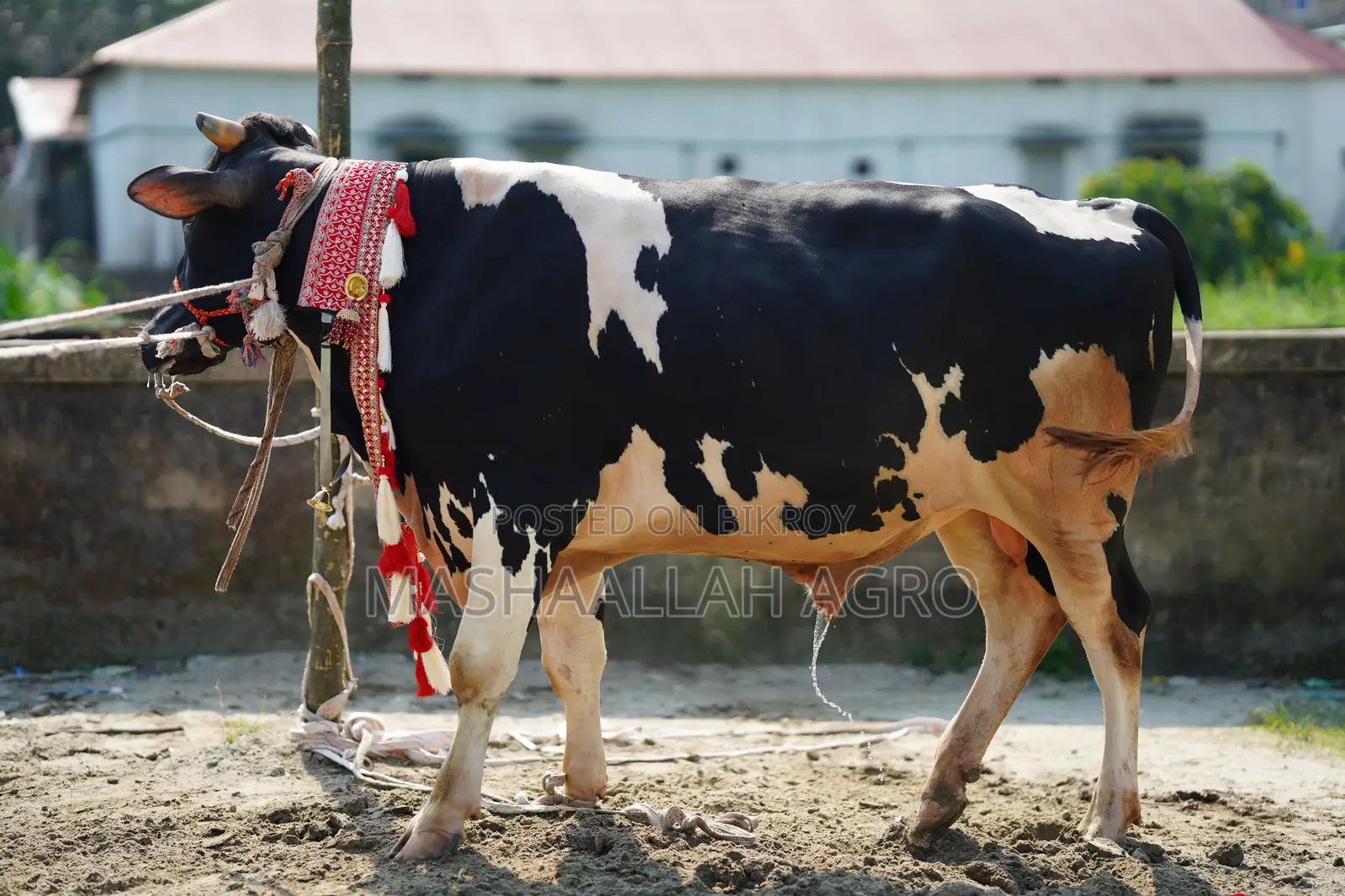 Holstein Friesian Bull