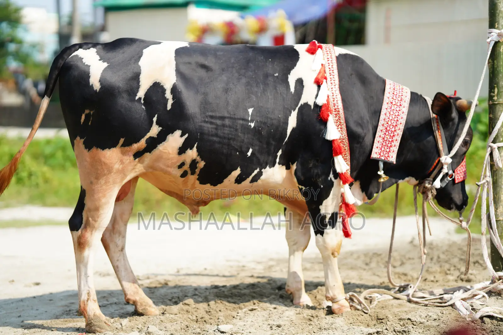 Holstein Friesian Bull