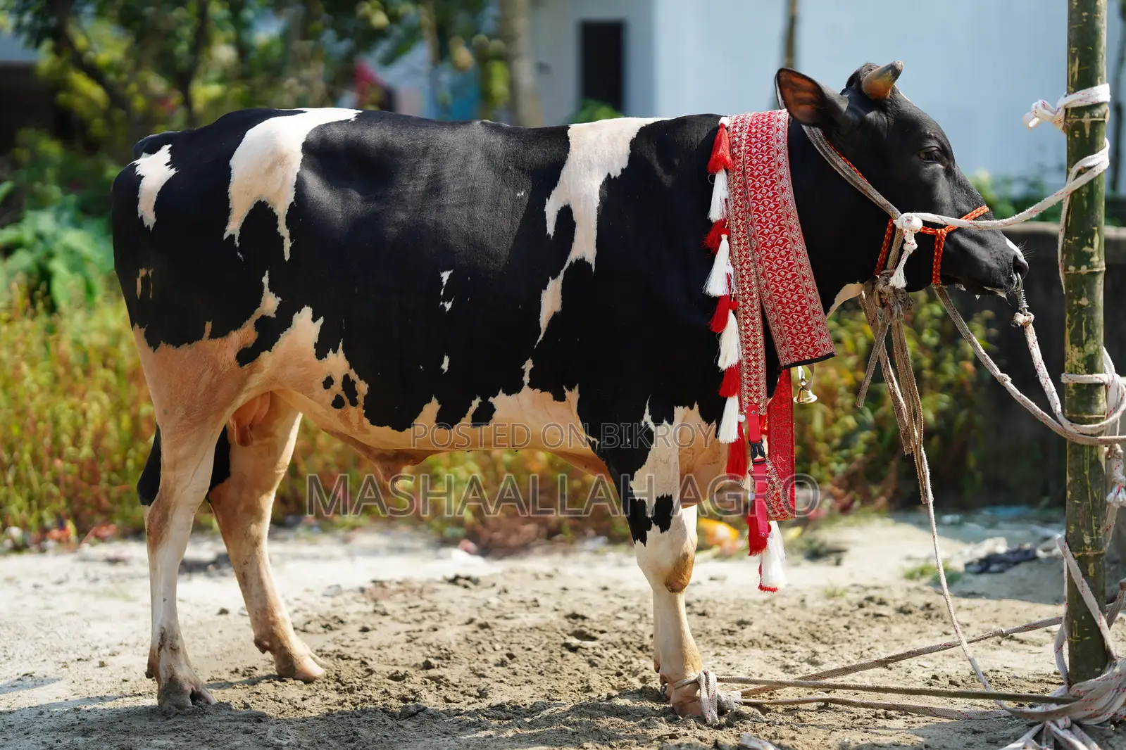 Holstein Friesian Bull