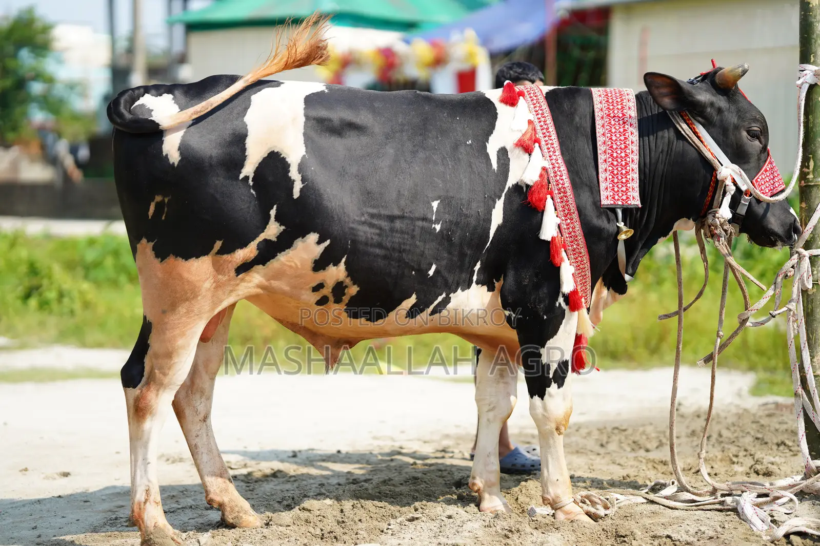 Holstein Friesian Bull