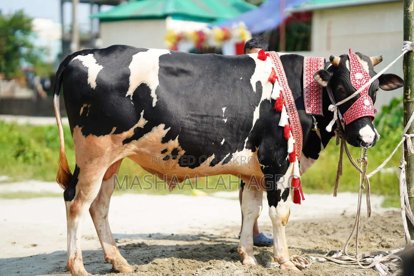 Holstein Friesian Bull