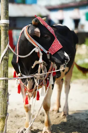 Holstein Friesian Bull