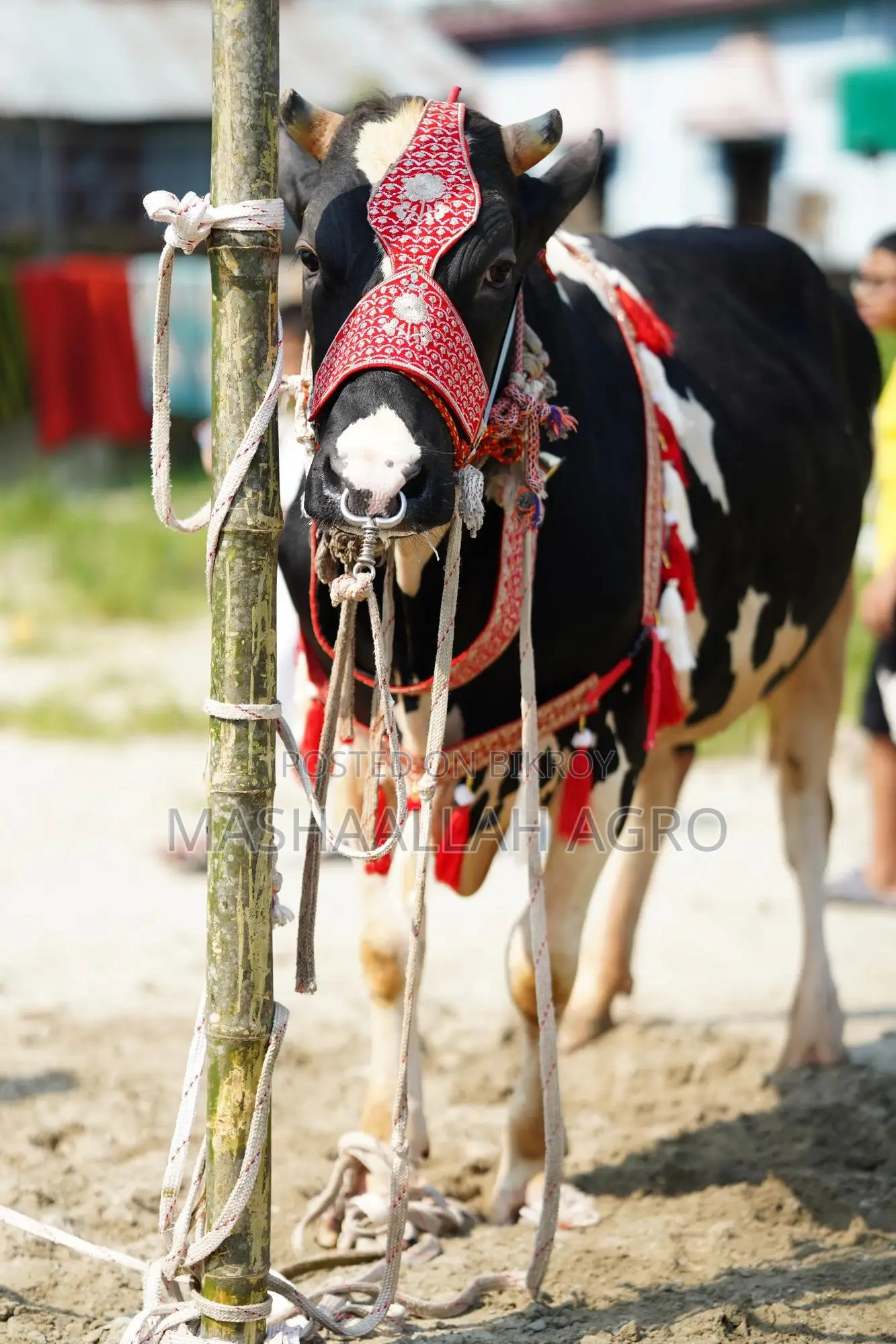 Holstein Friesian Bull