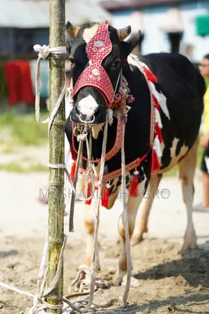 Holstein Friesian Bull