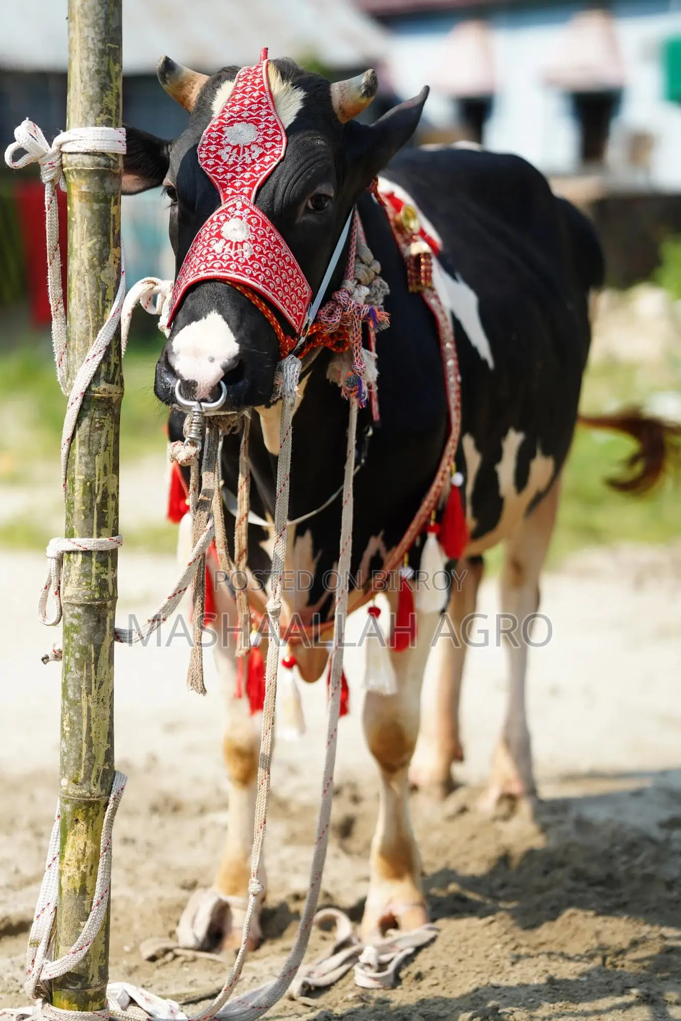 Holstein Friesian Bull