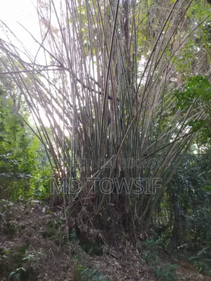 বাশঁ ঝাড় বিক্রি করা হবে।