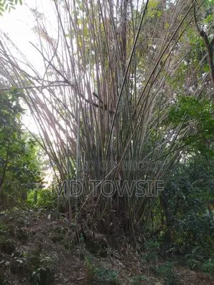 Bamboo grove for sale.