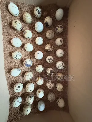 European White Giant Coturnix Quail Hatching Eggs