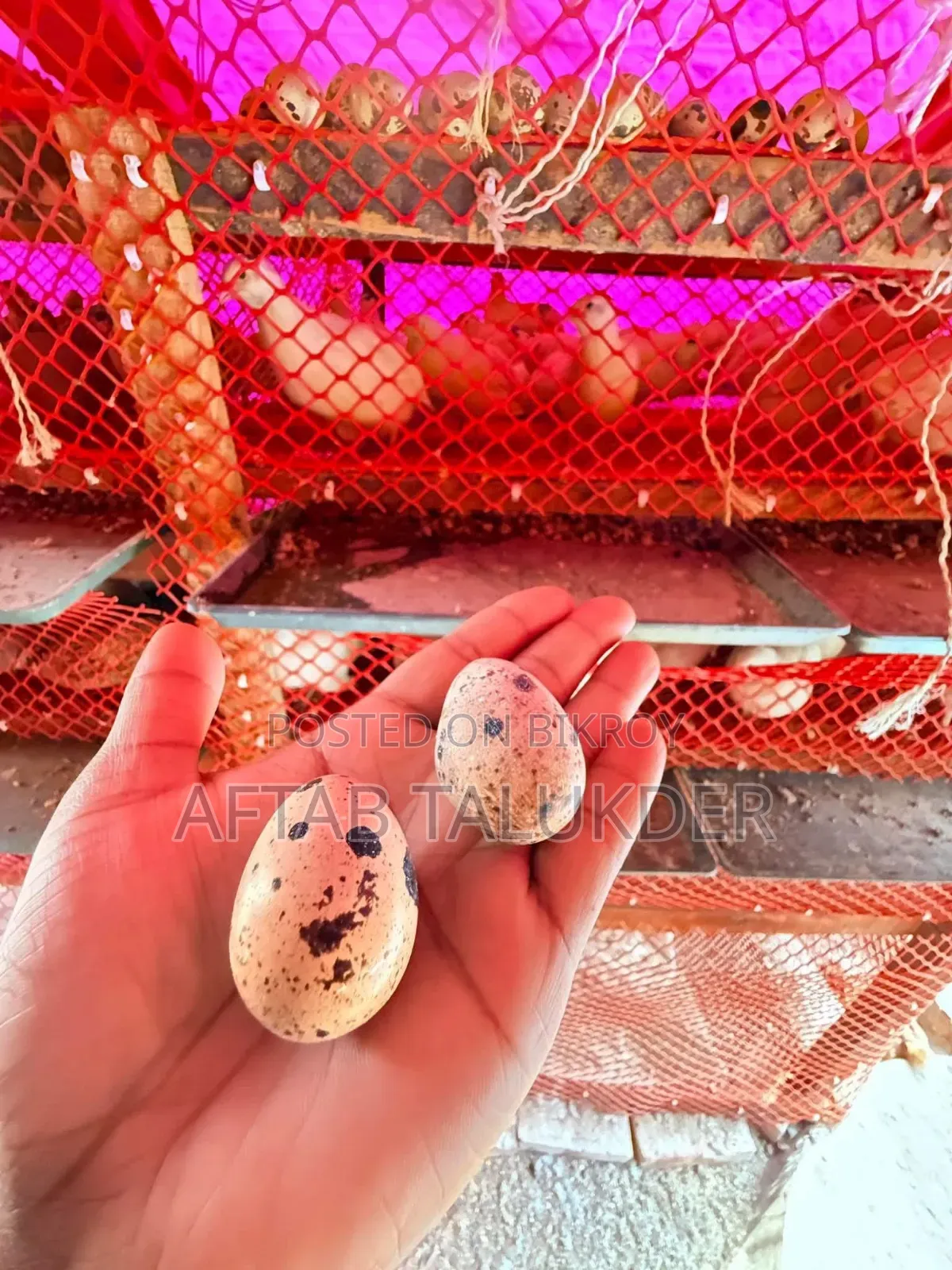 European White Giant Coturnix Quail Hatching Eggs