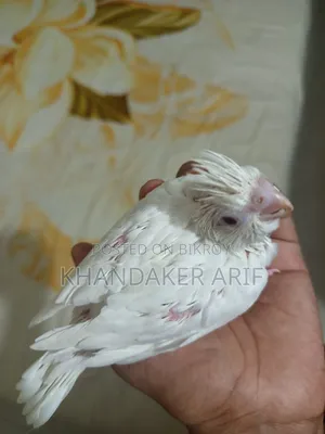 Albino Cockatiel Baby