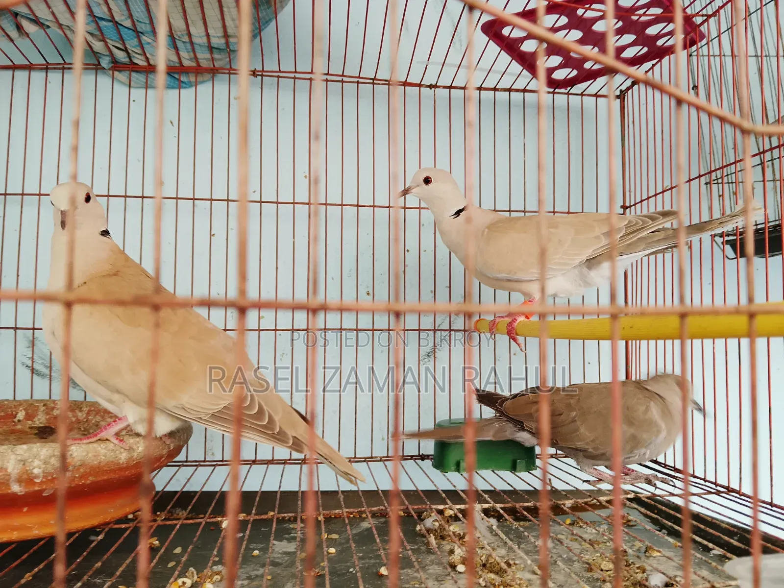 2 pairs of Australian doves and 1 local dove for sale.