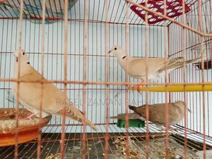 2 pairs of Australian doves and 1 local dove for sale.