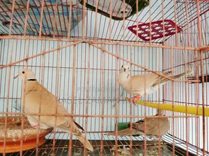 2 pairs of Australian doves and 1 local dove for sale.