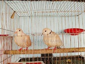 2 pairs of Australian doves and 1 local dove for sale.
