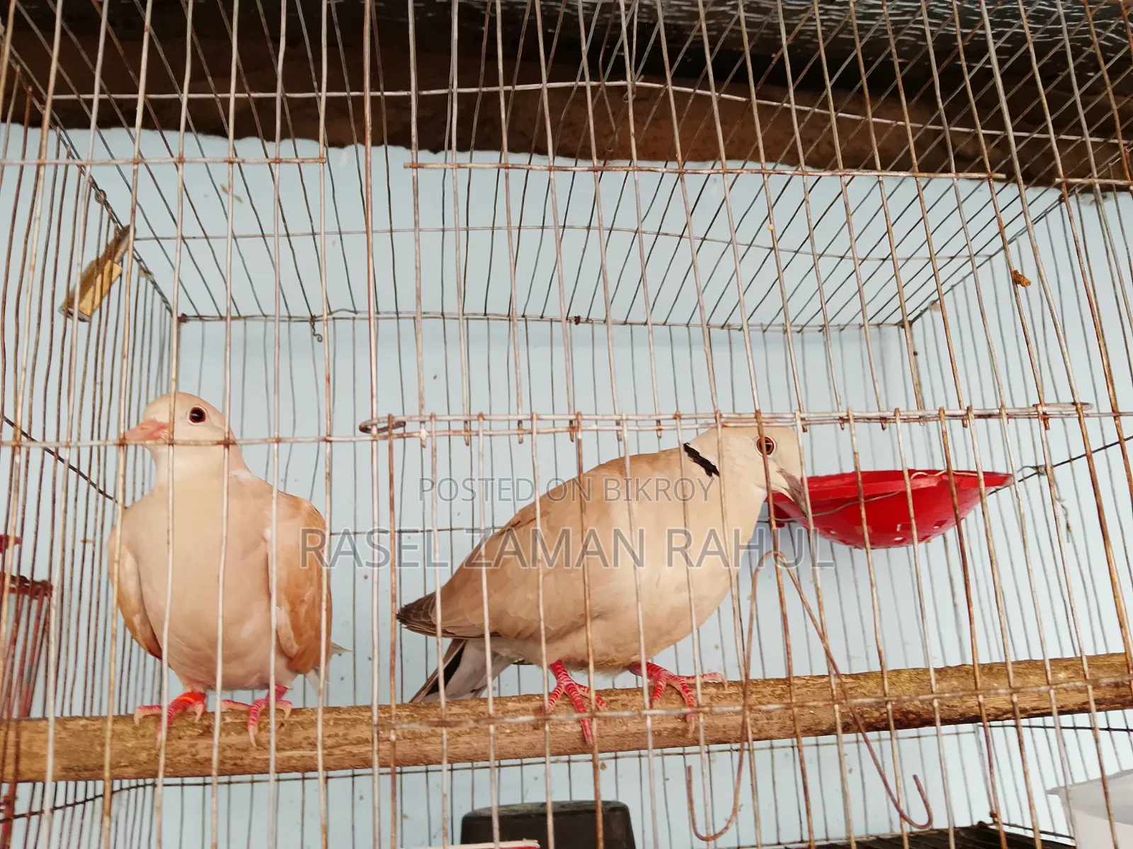 2 pairs of Australian doves and 1 local dove for sale.