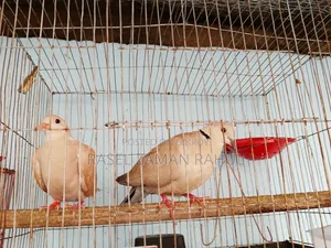 2 pairs of Australian doves and 1 local dove for sale.