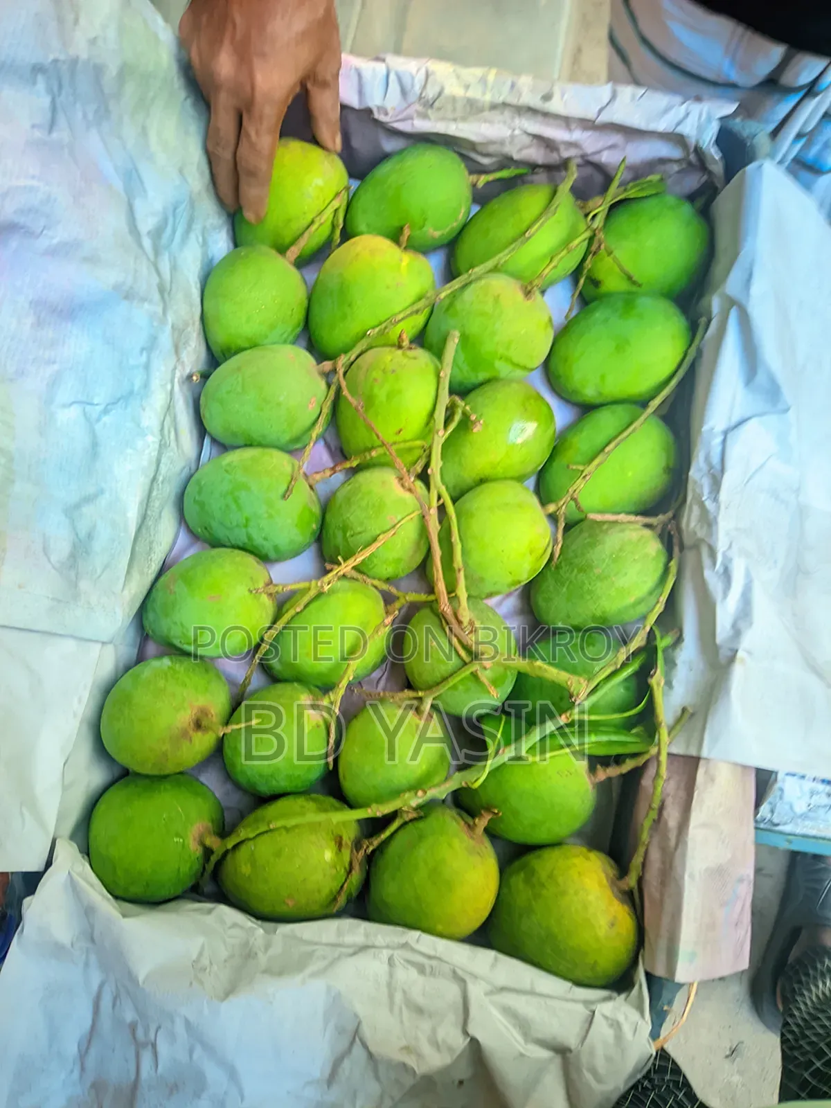 হিম সাগর আম