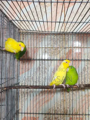 Forpus Bird